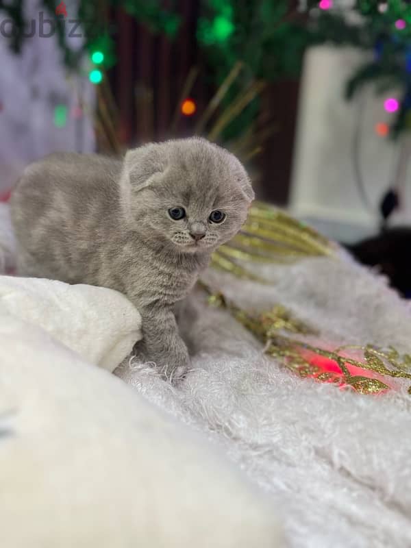 Scottish fold 4