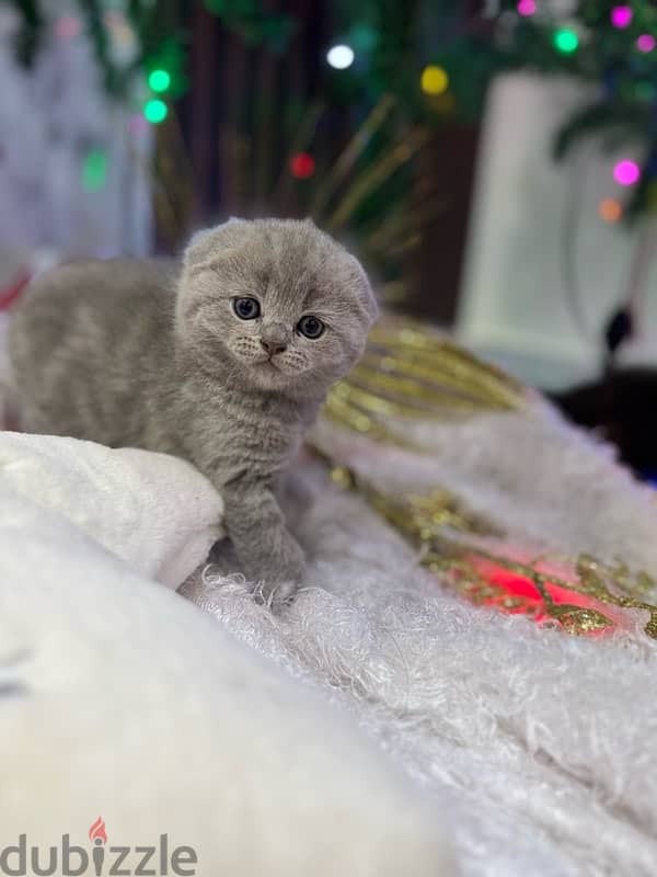 Scottish fold 5