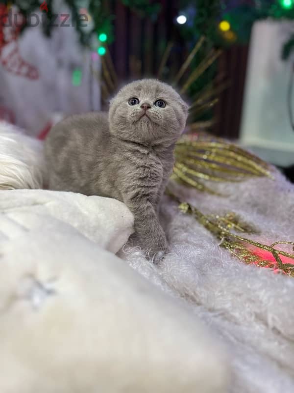 Scottish fold 6