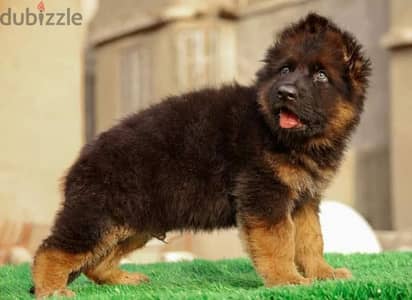 جيرمن شيبرد German shepherd puppy showline long hair pure بيور 100%