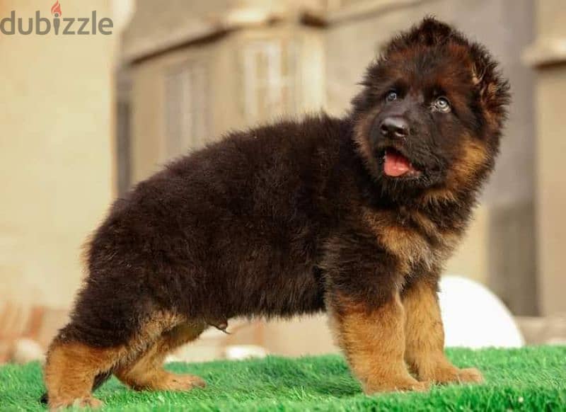 جيرمن شيبرد German shepherd puppy showline long hair pure بيور 100% 0