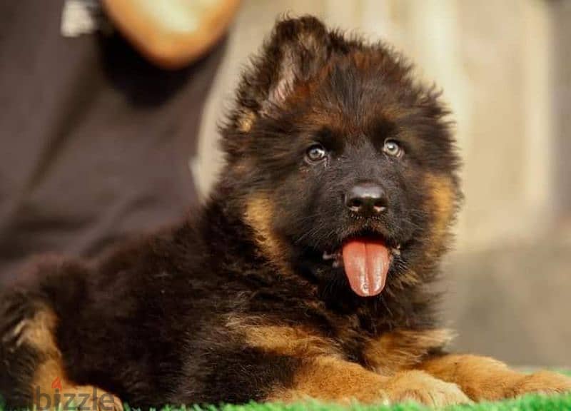 جيرمن شيبرد German shepherd puppy showline long hair pure بيور 100% 1