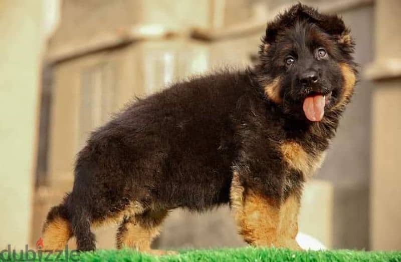 جيرمن شيبرد German shepherd puppy showline long hair pure بيور 100% 2