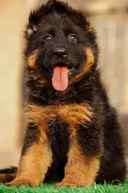 جيرمن شيبرد German shepherd puppy showline long hair pure بيور 100% 3