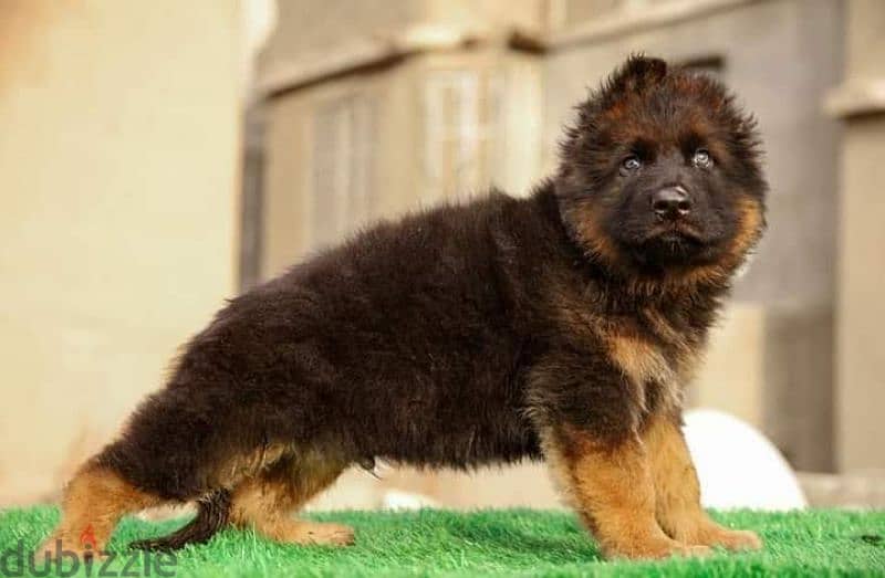 جيرمن شيبرد German shepherd puppy showline long hair pure بيور 100% 4