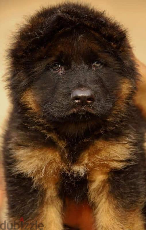 جيرمن شيبرد German shepherd puppy showline long hair pure بيور 100% 5