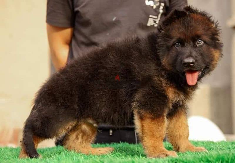 جيرمن شيبرد German shepherd puppy showline long hair pure بيور 100% 6