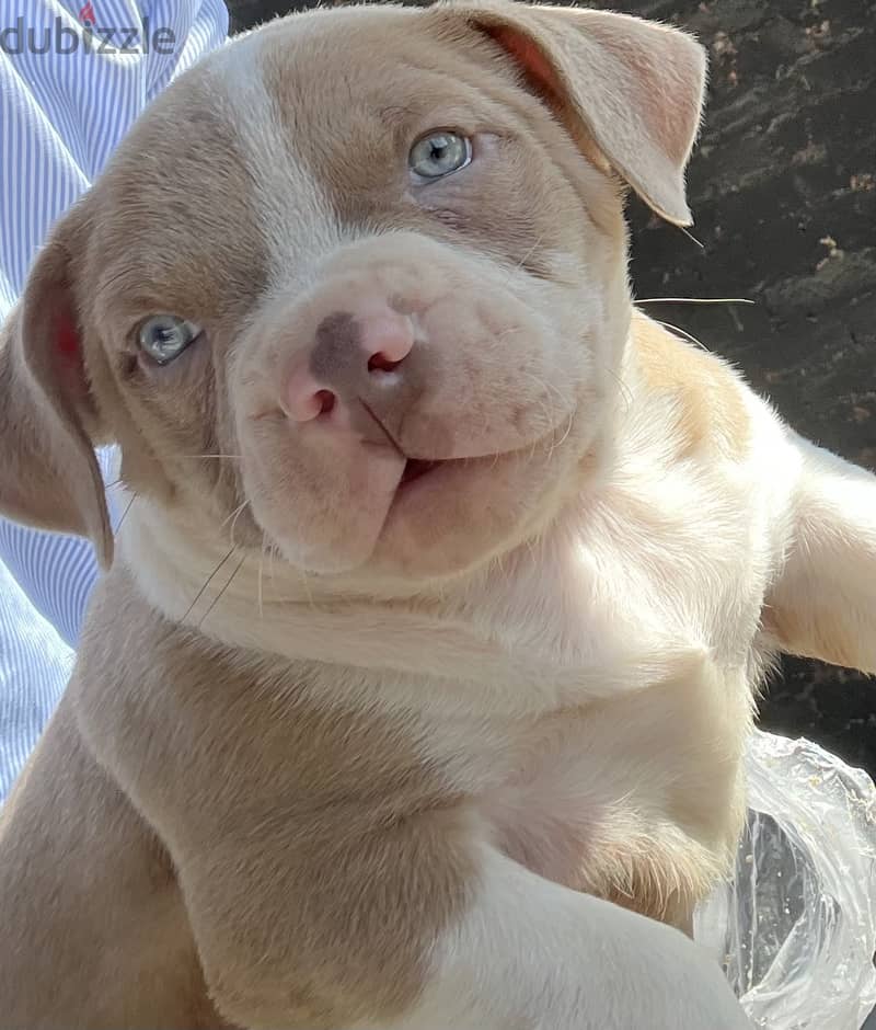 Puppy red nose blue eyes Dog 0