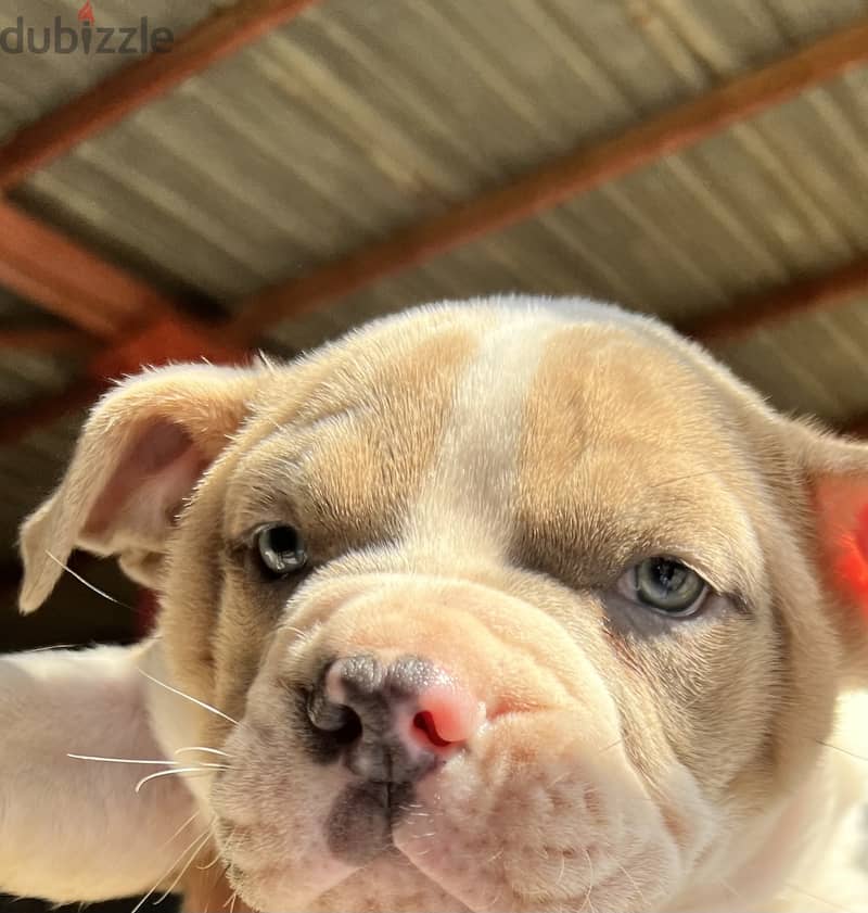 Puppy red nose blue eyes Dog 1