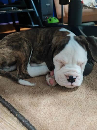 boxer puppy