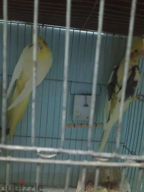 Birds for sale 3