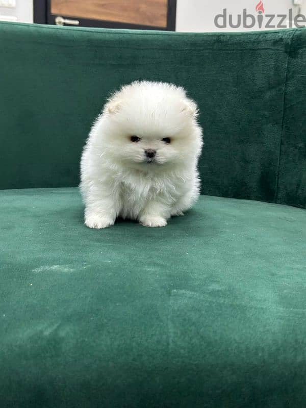 pomeranian 2