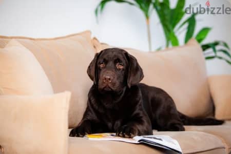 Labrador puppies boy from Russia