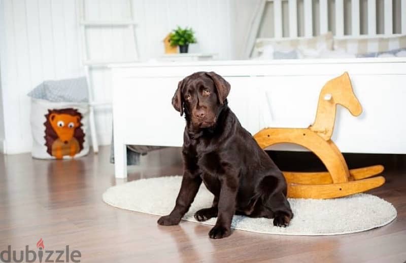 Labrador puppies boy from Russia 1