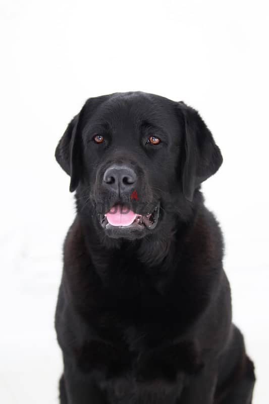 Labrador puppies boy from Russia 2