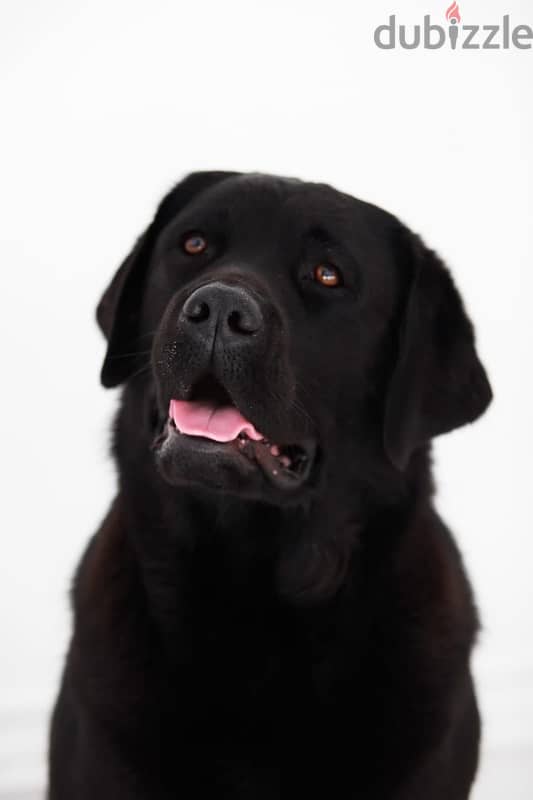 Labrador puppies boy from Russia 4