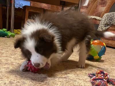 Border collie puppy boy from Russia