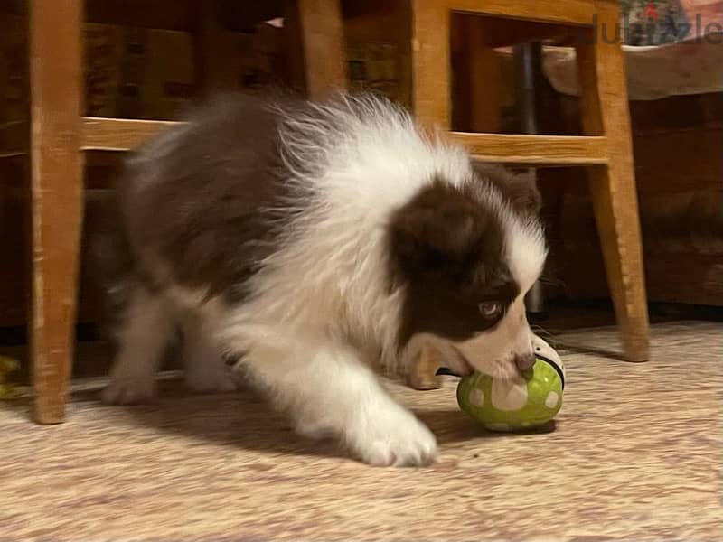 Border collie puppy boy from Russia 1