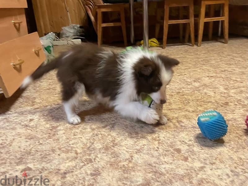 Border collie puppy boy from Russia 2