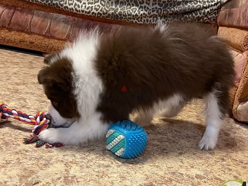 Border collie puppy boy from Russia 3