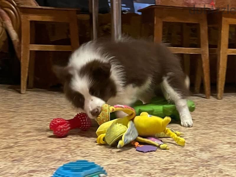 Border collie puppy boy from Russia 4