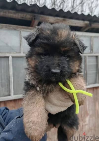 Longhaired German shepherd females from Russia