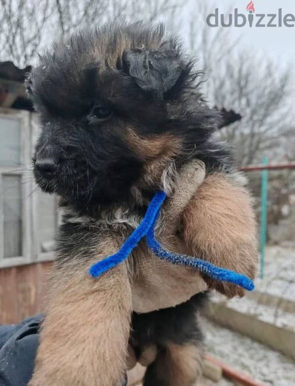 Longhaired German shepherd females from Russia 1