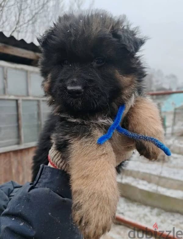 Longhaired German shepherd females from Russia 2