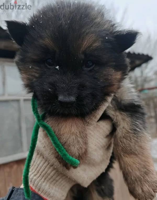 Longhaired German shepherd females from Russia 3