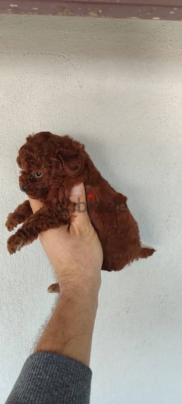 puppies poodle