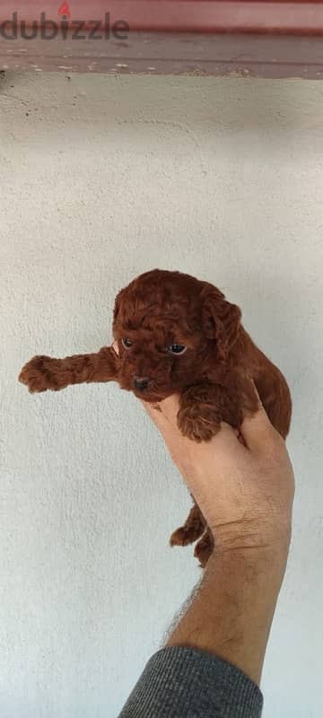 puppies poodle 1