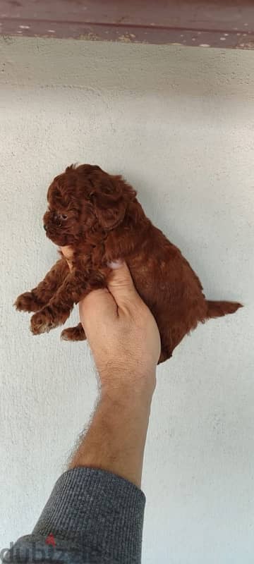 puppies poodle 2