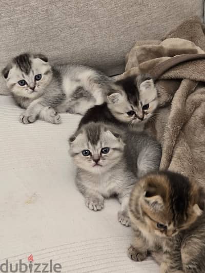 Charming 40-Day-Old Scotch Fold Kittens: Playful & Affectionate!