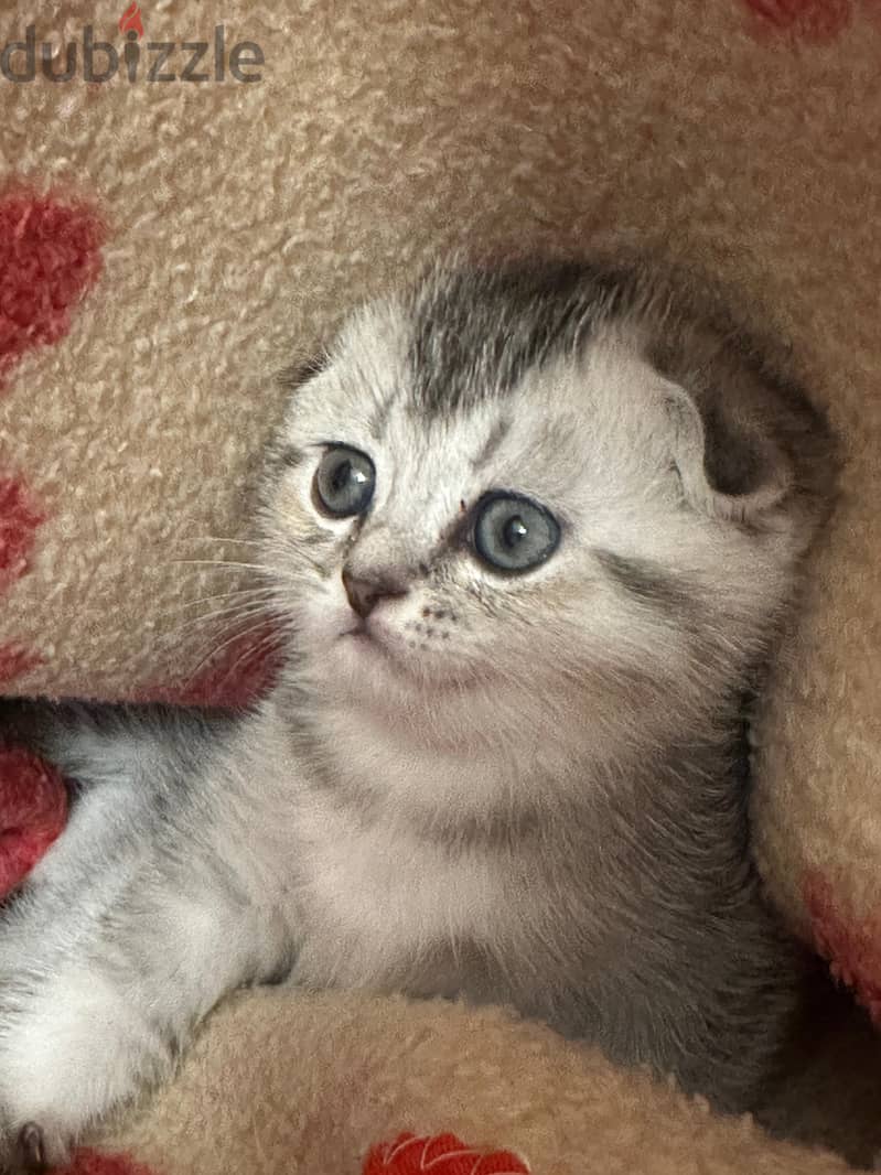 Charming 40-Day-Old Scotch Fold Kittens: Playful & Affectionate! 3