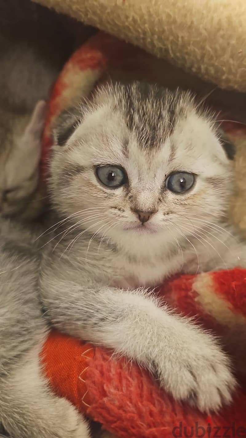 Charming 40-Day-Old Scotch Fold Kittens: Playful & Affectionate! 5