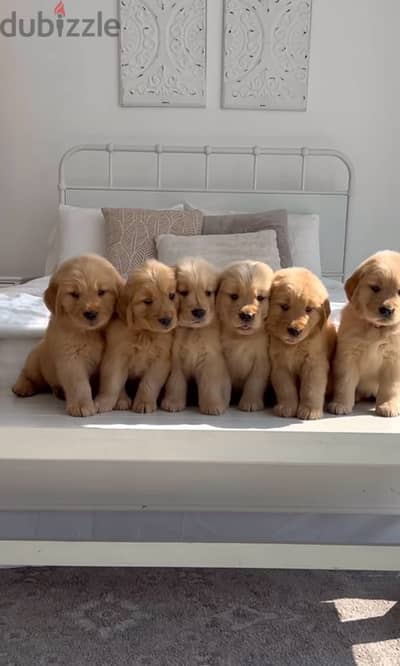 golden retriever puppies جراوي جولدن