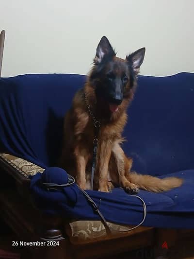 german shepherd female