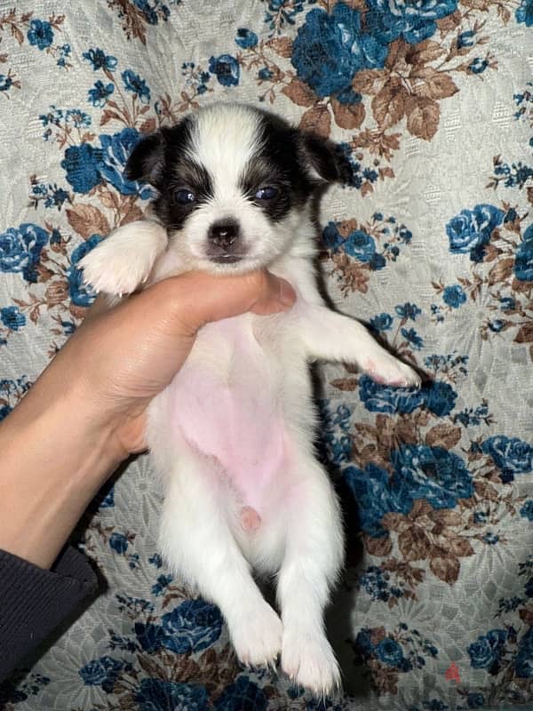 Chihuahua puppies male and female شيواوا 1