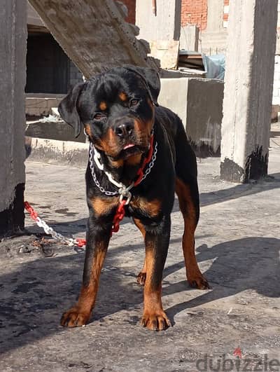 Rottweiller