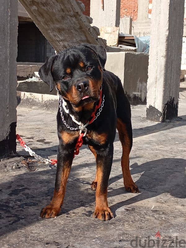 Rottweiller 0