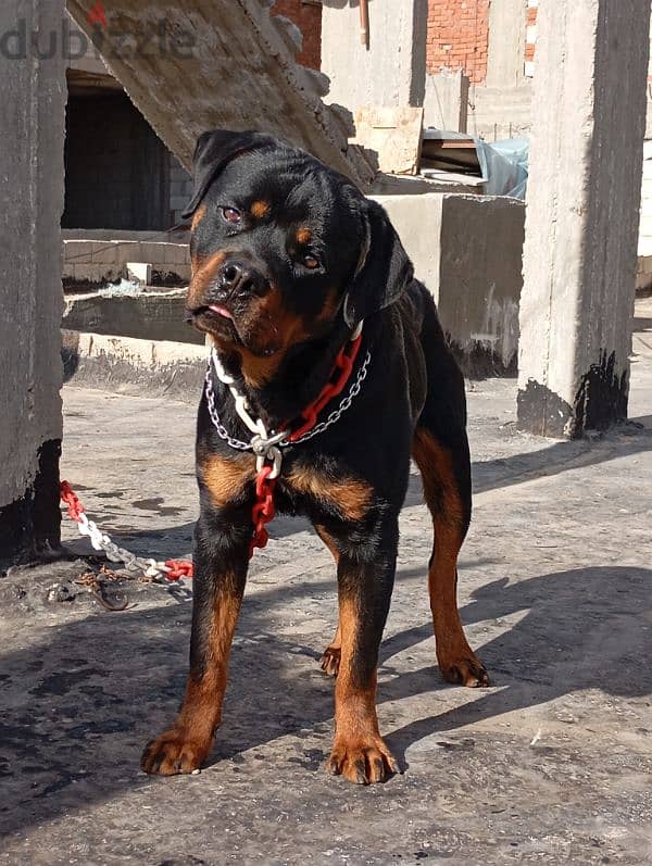 Rottweiller 1