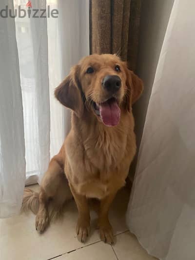 جولدن ريتريفر بيور 11 أشهر Golden Retriever