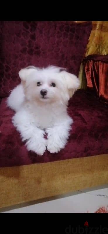 مينى مالتيز بنت ، Mini Maltese female