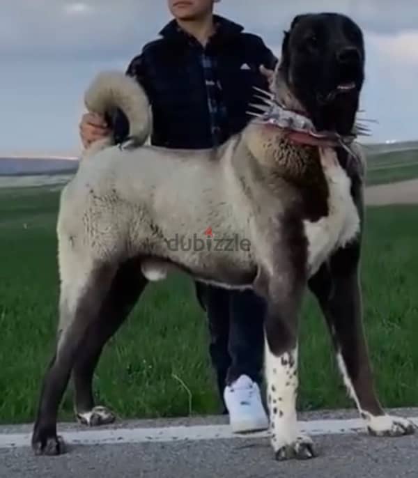 imported Turkish kangal, FCI PEDIGREE. . Premium quality 6