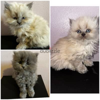 3 kittens for sale