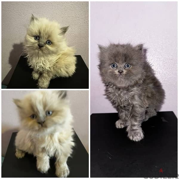 3 kittens for sale 1