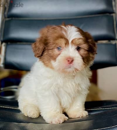 male havanese