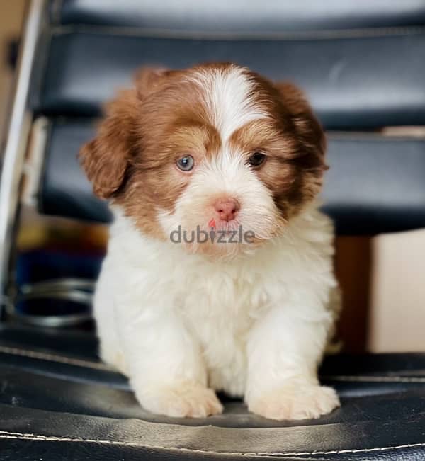 male havanese 1