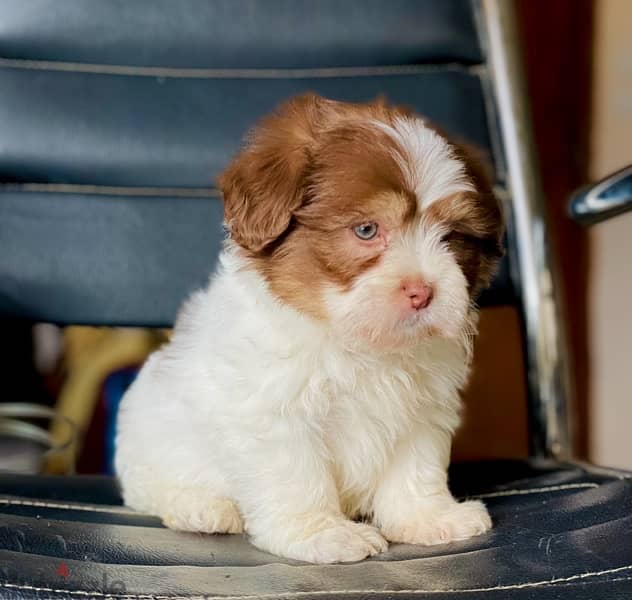 male havanese 2