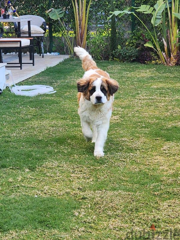 Saint bernard 1